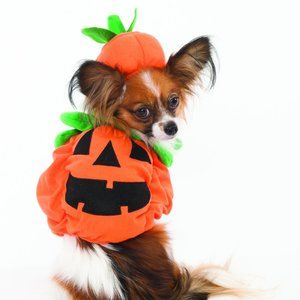 Fashion Pet - Cute Halloween Pumpkin Costume SM